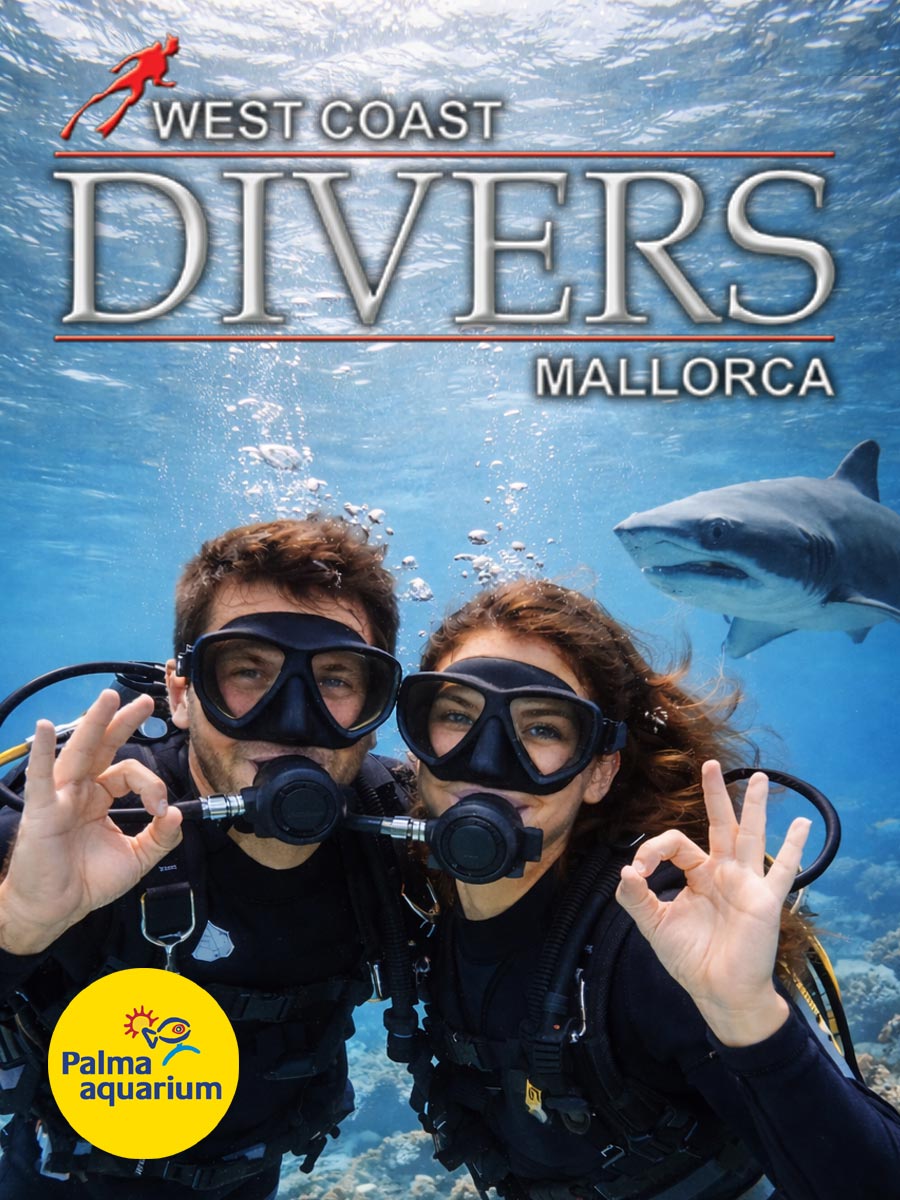 Palma Aquarium Plongée avec les requins