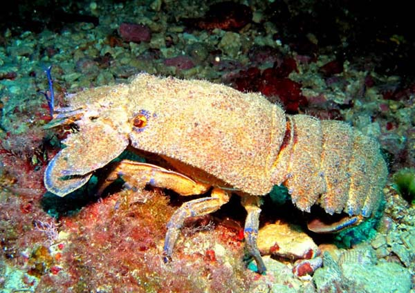 Plongée Image Principale