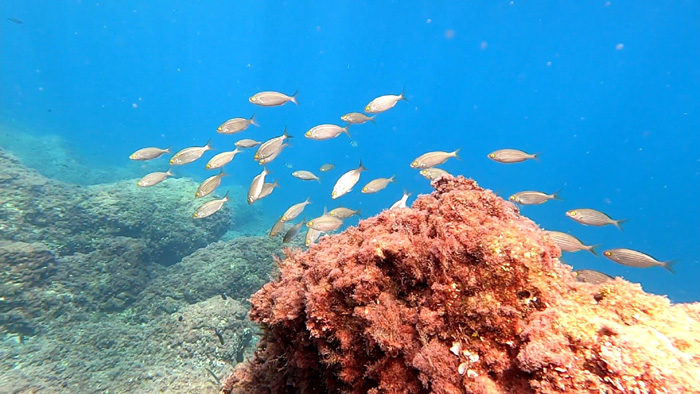 Plongée Image Principale