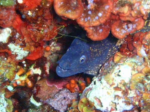 Plongée Image Principale