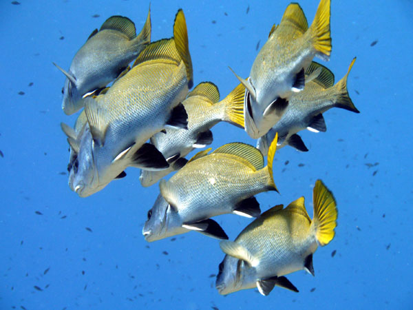 Plongée Image Principale